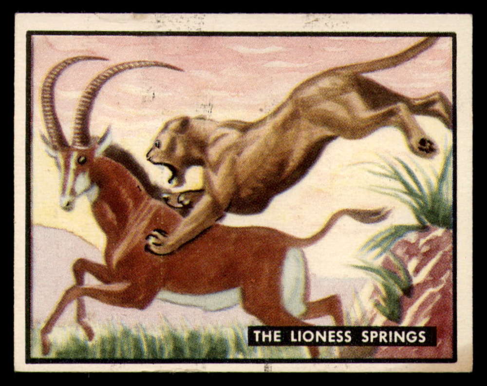 20 The Lioness Springs